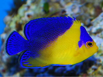Centropyge Venusta