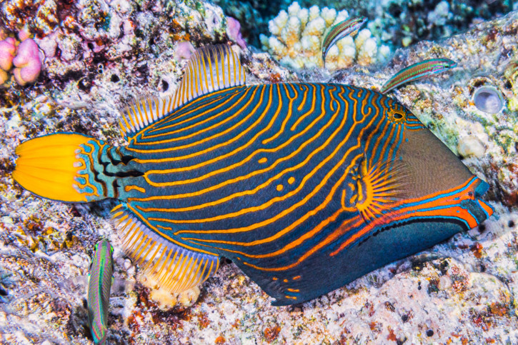 Balistapus Undulatus
