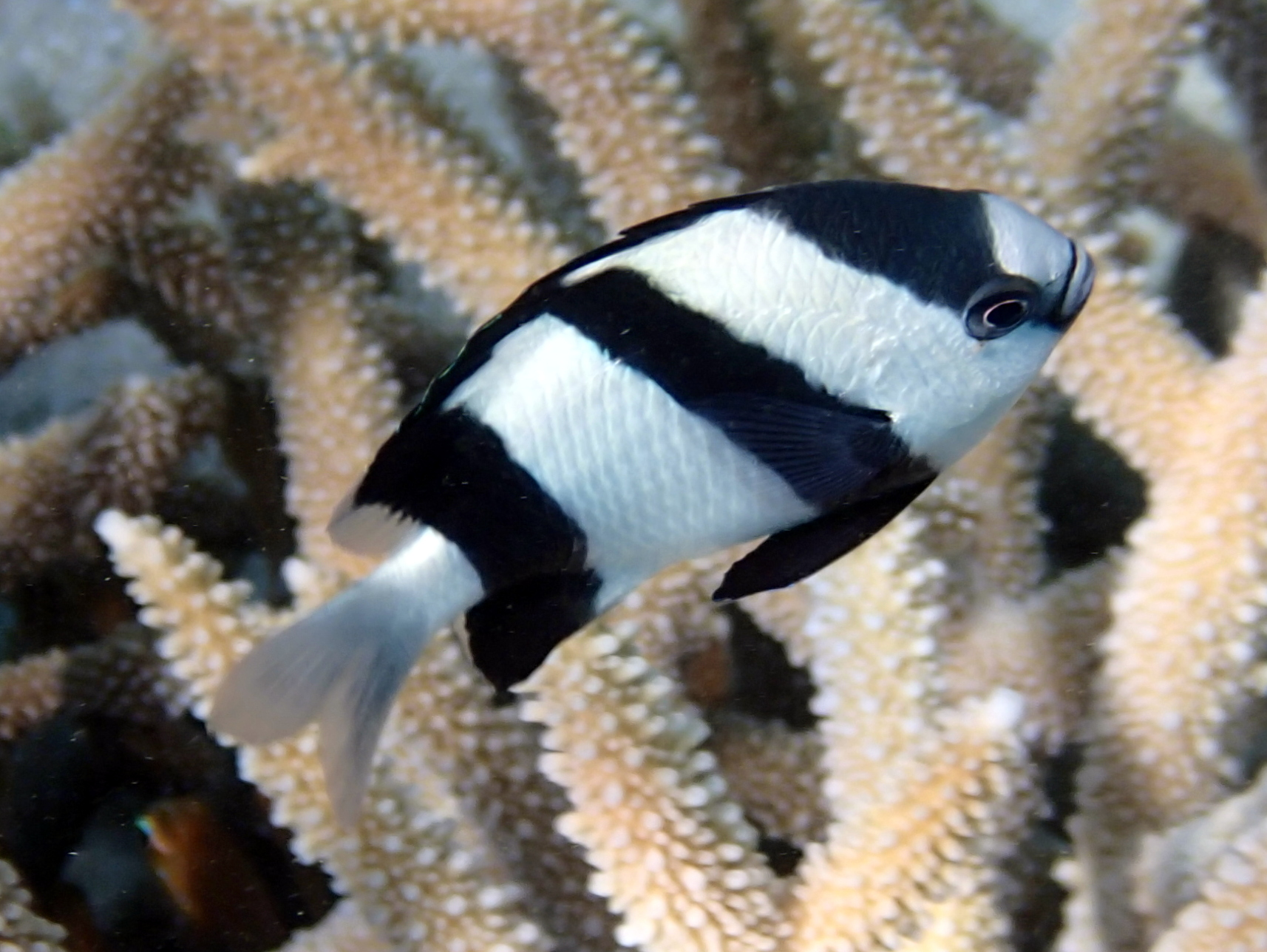 Dascyllus aruanus (reef safe)