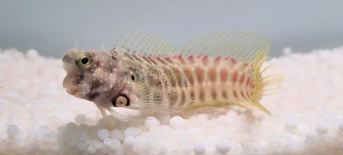 Salarias Segmentatus (reef safe)