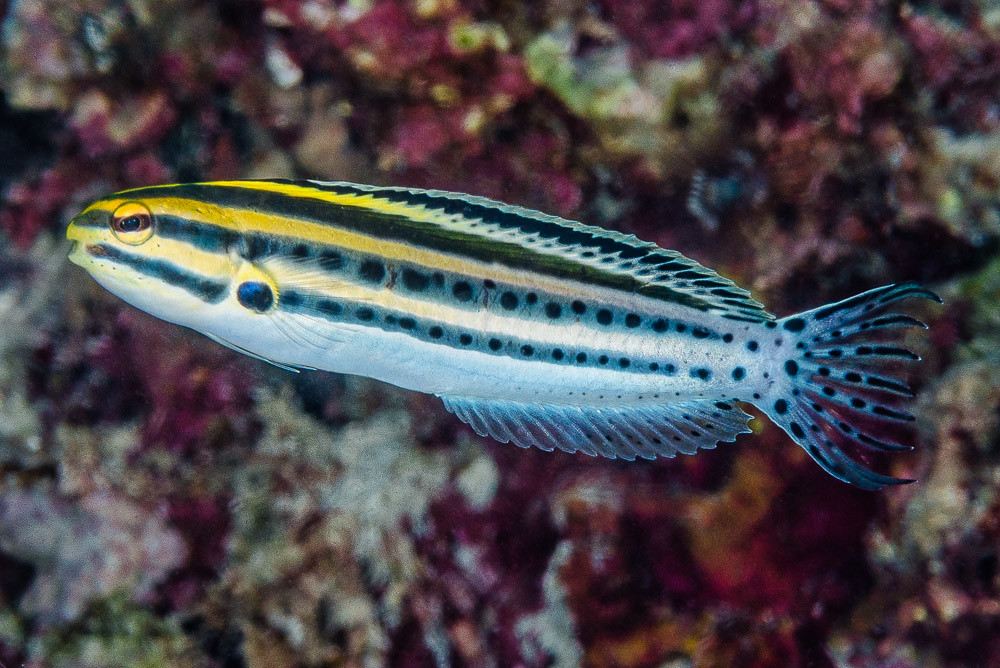 Meiacanthus grammistes (reef safe)