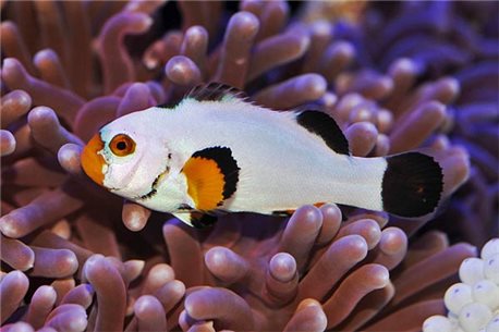 Amphiprion ocellaris platinum (reef safe)