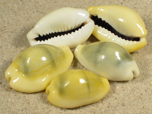 Cypraea Moneta