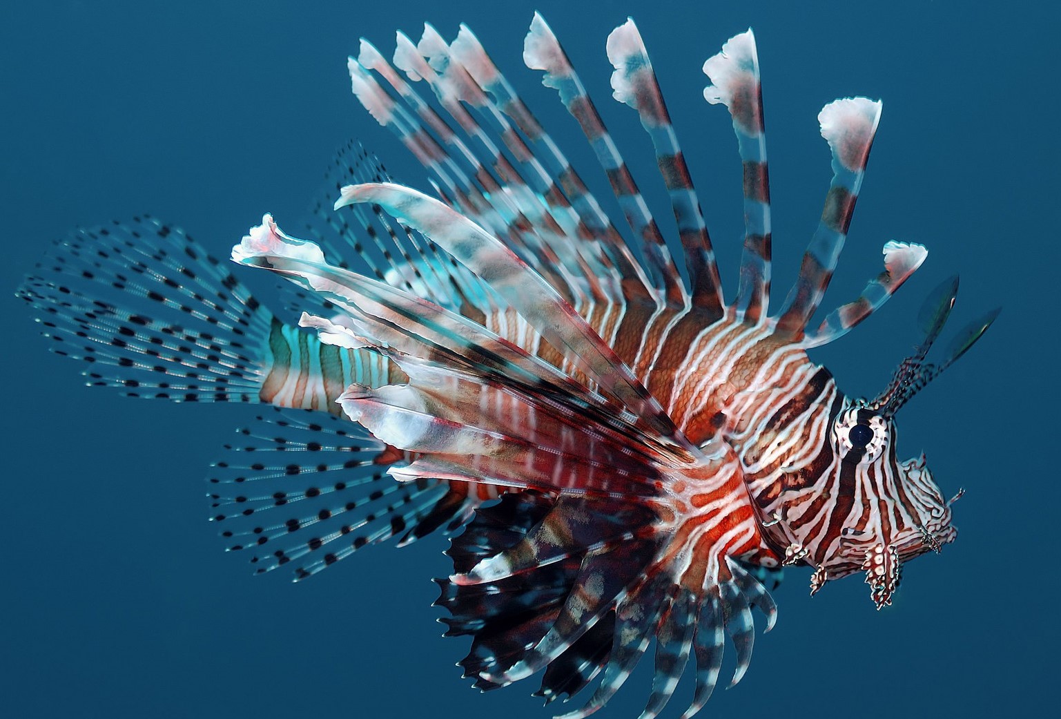 Pterois Volitans