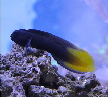 Enchelyurus flavipes (reef safe)