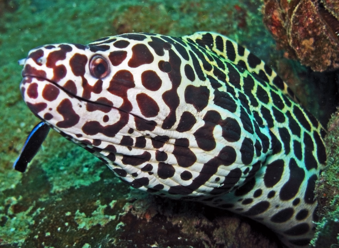 Gymnothorax Favagineus