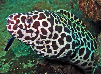 Gymnothorax Favagineus