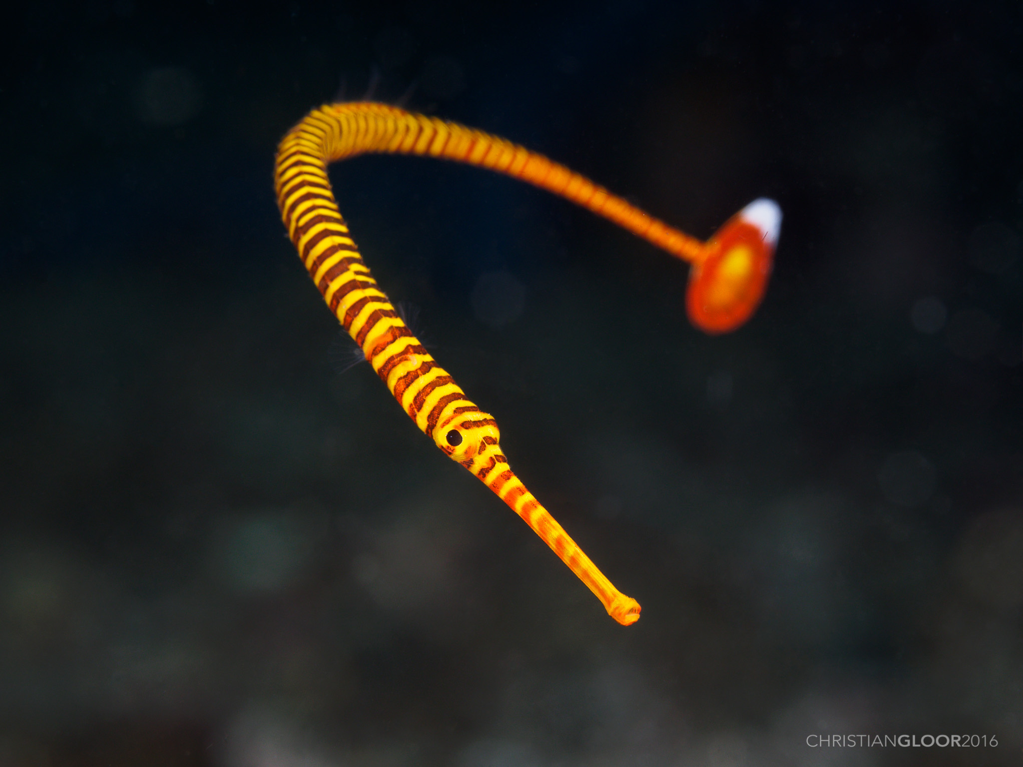Dunckerocampus pessuliferus