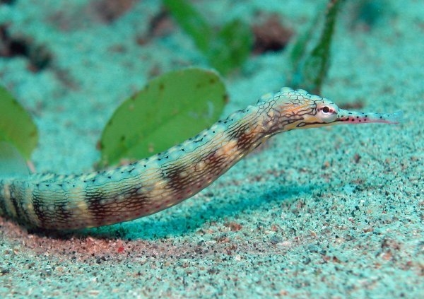 Corythoichthys haematopterus