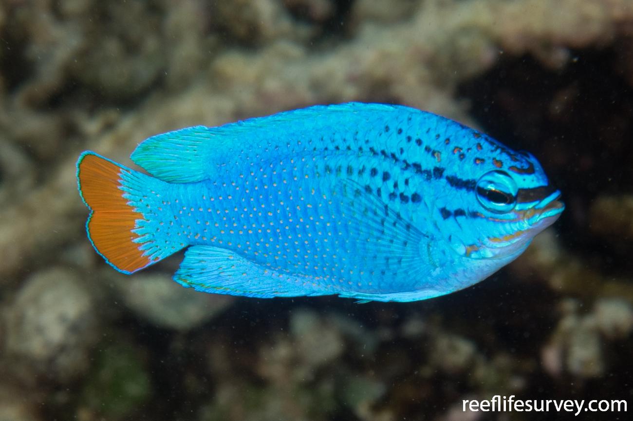 Chrysiptera Cyanea (reef safe)