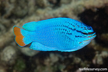 Chrysiptera Cyanea (reef safe)