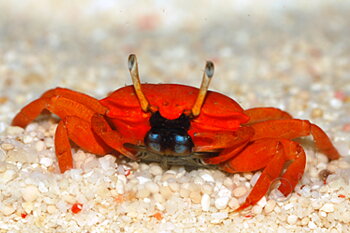 Uca Vomero (reef safe)