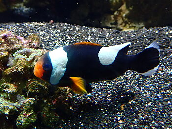 Amphiprion polymnus (reef safe)