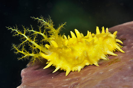 Colochirus robustus