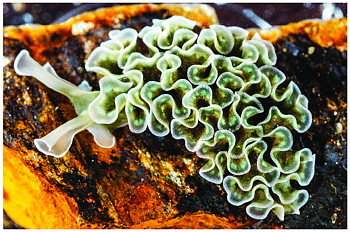 Elysia crispata