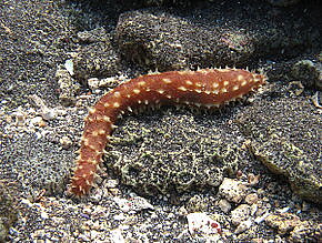 Holothuria (Mertensiothuria) hilla