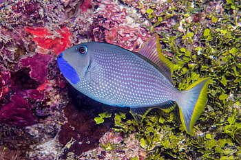 xanthichthys auromarginatus 