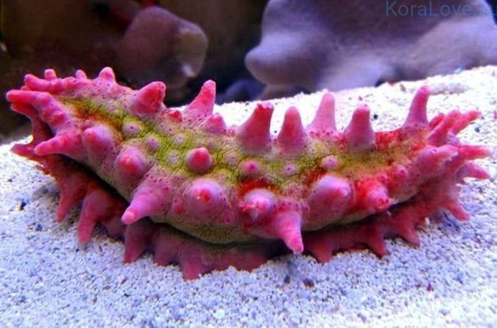 Colochirus crassus