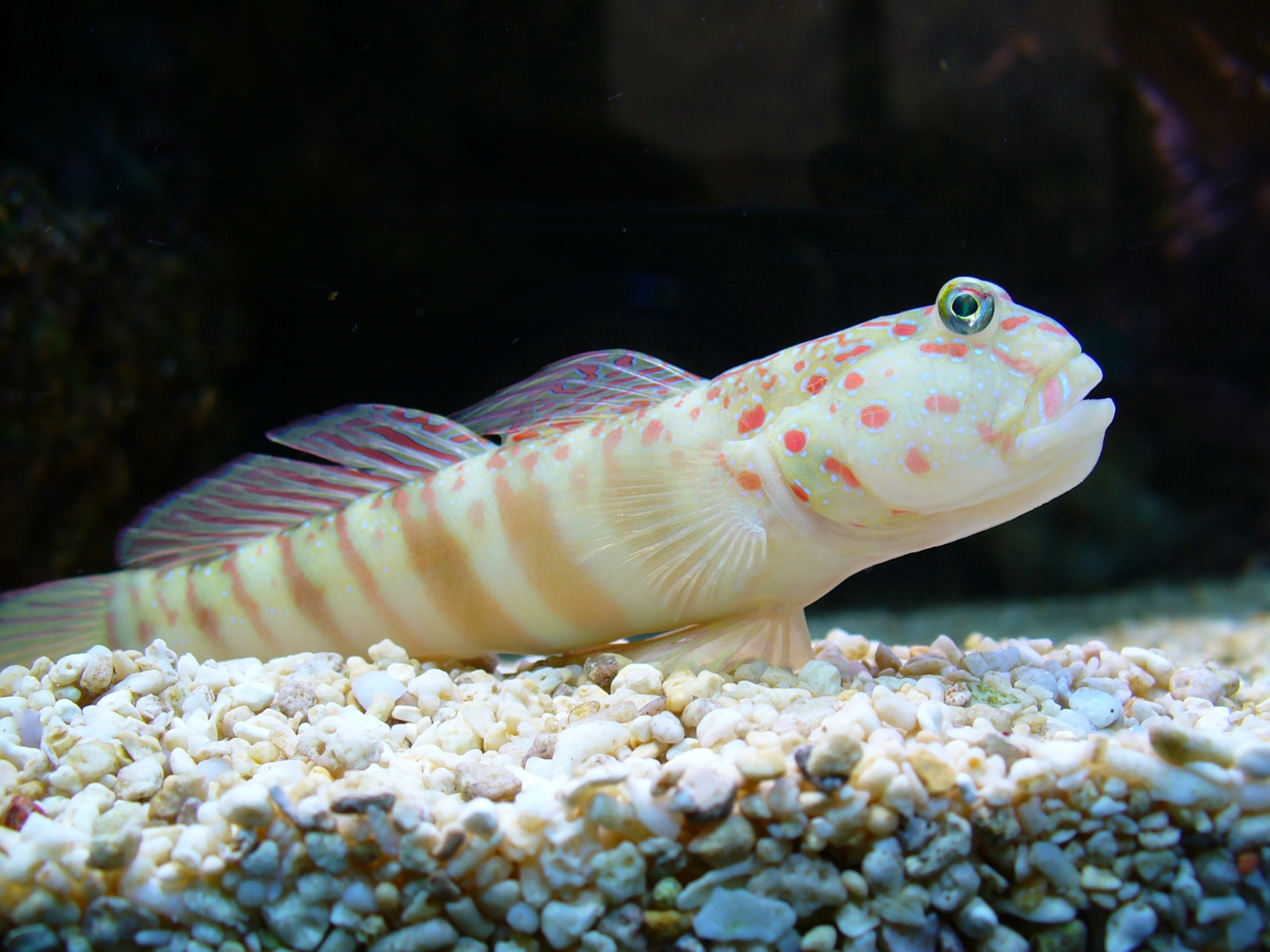 cryptocentrus leptocephalus (reef safe)