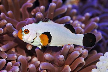Amphiprion ocellaris platinum pair (reef safe)