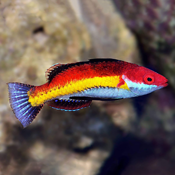 Cirrhilabrus naokoae