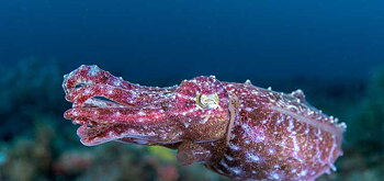 Sepia bandensis