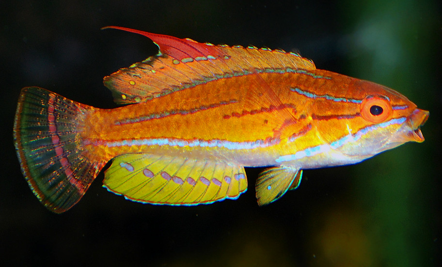 Paracheilinus flavianalis (reef safe)