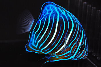 Pomacanthus annularis Juvenile