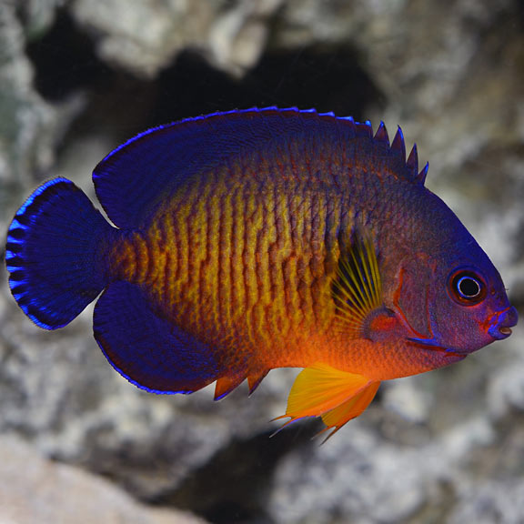 Centropyge bispinosa