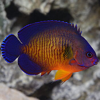 Centropyge bispinosa