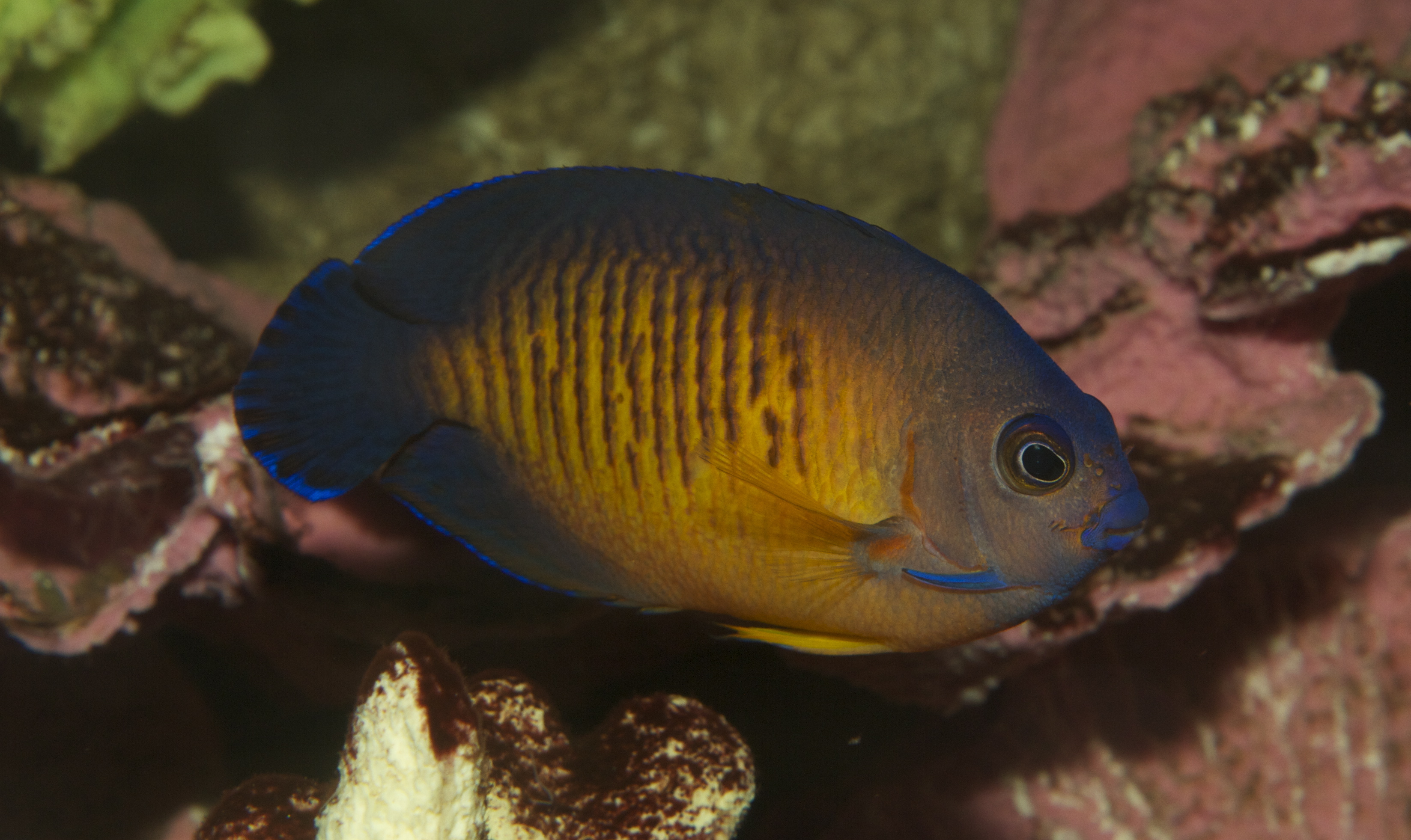Centropyge multispinis 