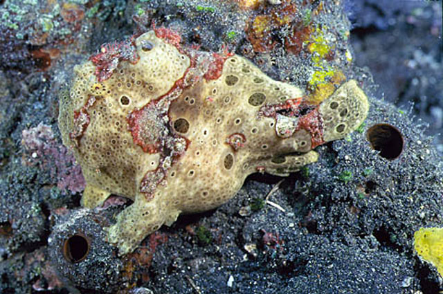 Antennarius maculatus