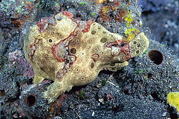 Antennarius maculatus