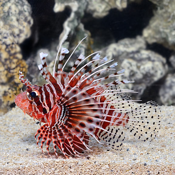 Pterois mombasae