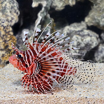 Pterois mombasae