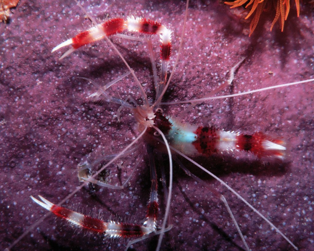 stenopus hispidus (reef safe)