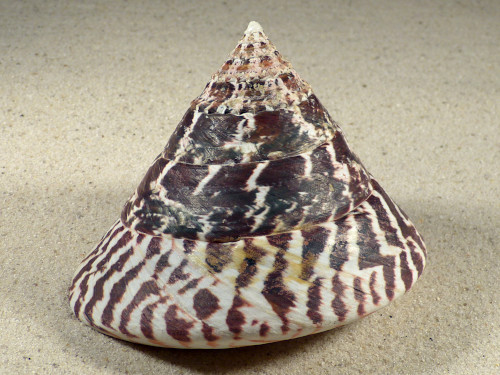 Turbo tectus niloticus