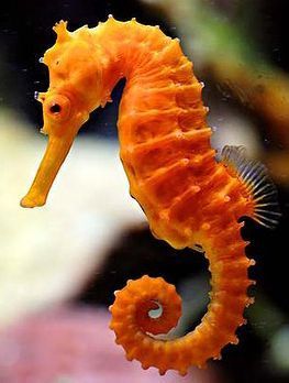 Hippocampus Erectus orange