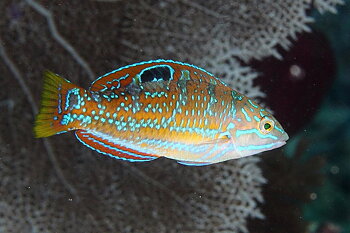 Halichoeres radiatus
