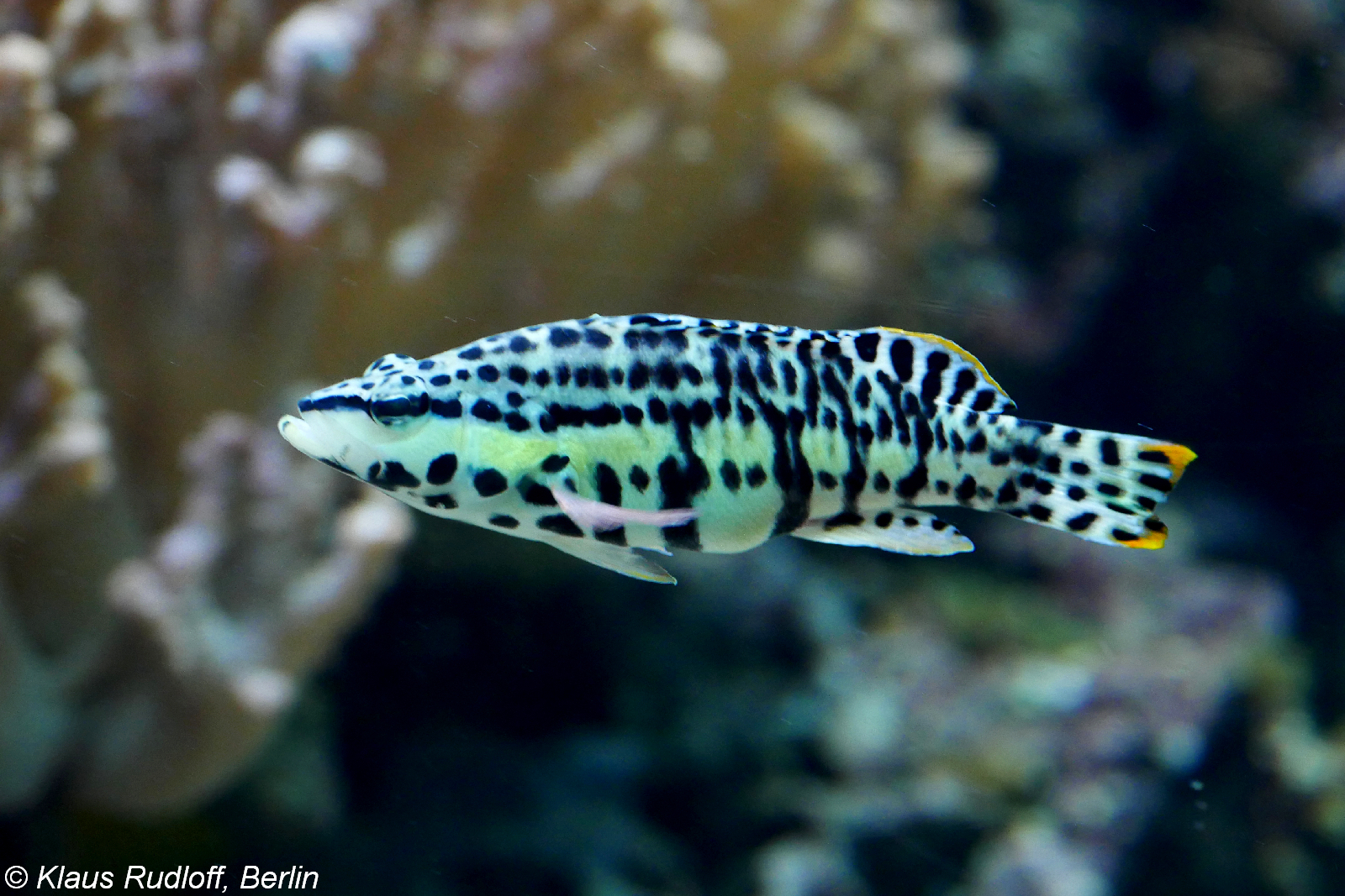 Serranus tigrinis