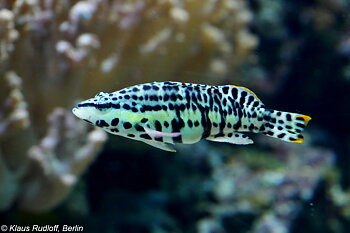 Serranus tigrinis