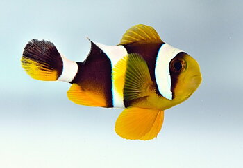 Amphiprion Chrysogasters (reef safe)