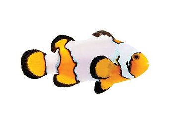 Amphirion ocellaris Snowflake (reef safe)