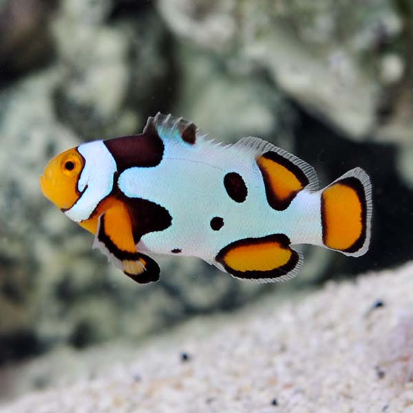 Amphiprion ocellaris Picasso (reef safe)