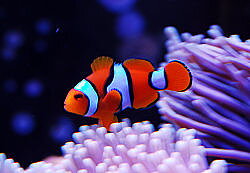 Amphiprion percula  (reef safe)