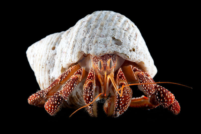 Dardanus sp Hermit crab XL