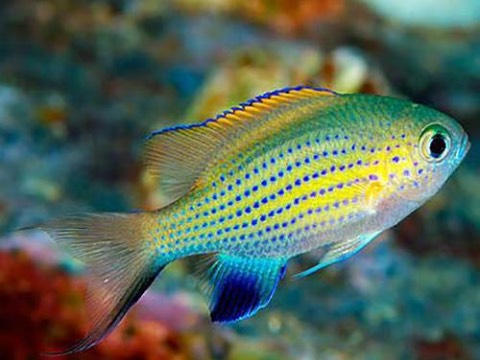 Chromis Vanderbilti (reef safe)