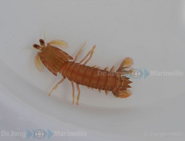 Odontodactylus sp Mantis 
