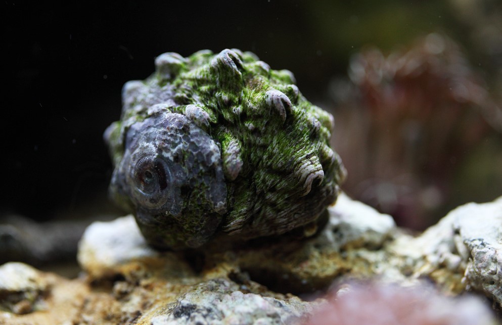 Lunella Coronata