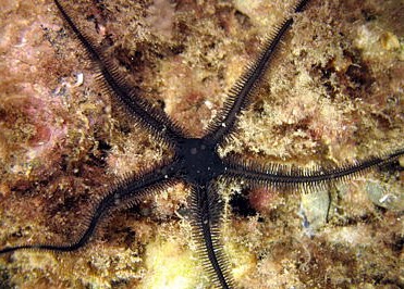 Ophiomyxa Australis